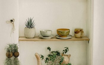 Wallpaper Green Cactus Plants in White Ceramic Bowls