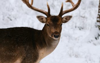 Wallpaper Brown Deer on Snow-Covered Ground