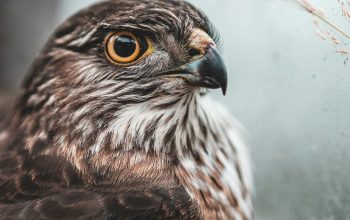 Wallpaper Brown and White Owl Close Up