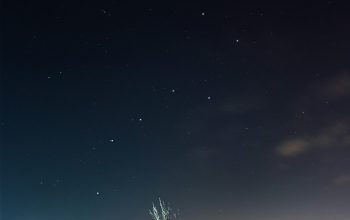 Wallpaper Green Tree on Brown Field Under Night Sky