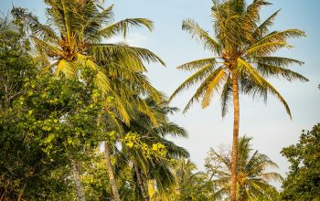 Wallpaper Green Palm Trees Under Blue Sky