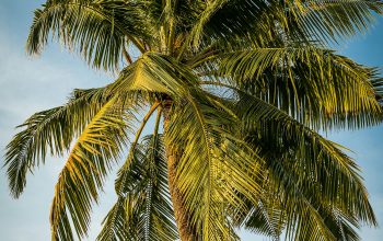 Wallpaper Green Palm Tree Under Blue Sky