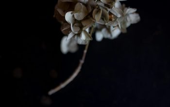 Wallpaper White Flower on Black Background