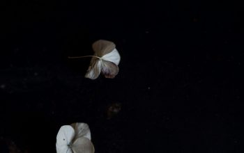 Wallpaper White and Brown Mushrooms on Black Surface