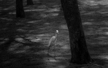 Wallpaper Grayscale Photography of White Bird on Tree Branch