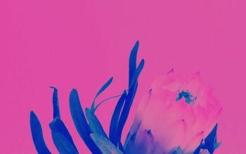 Wallpaper A Pink and Blue Flower Against a Pink Background