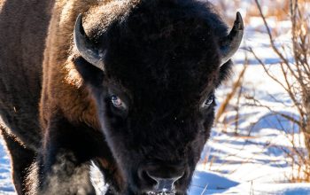 Wallpaper Brown Bison on Snow-Covered Ground