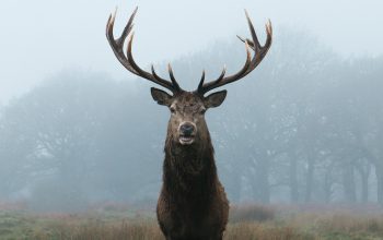 Wallpaper Brown Moose on Green Grass Field During Daytime
