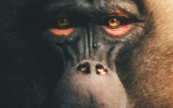 Wallpaper Black and White Gorilla Face