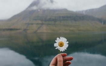 Wallpaper Person Holding White Daisy Flower