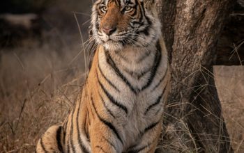 Wallpaper Tiger on Brown Grass During Daytime