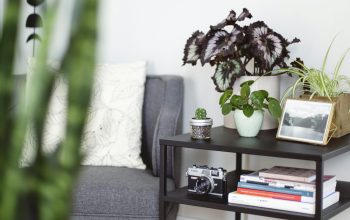 Wallpaper Green Plant in White Ceramic Pot on Brown Wooden Table