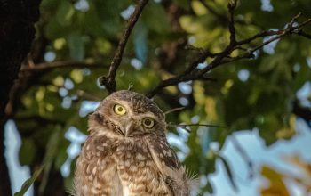 Wallpaper An Owl Sitting on a Tree Branch