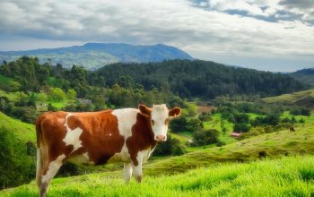Wallpaper Brown and White Cow in Green Pasture