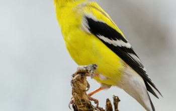 Wallpaper Yellow and Black Bird on Brown Tree Branch