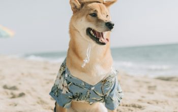 Wallpaper Brown Short Coated Dog Wearing Blue and White Polka Dot Scarf on Beach