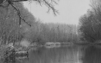Wallpaper Grayscale Lake and Trees