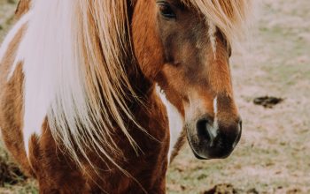 Wallpaper Brown and White Horse in Green Pasture