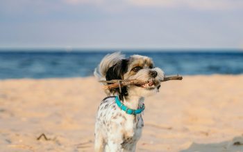 Wallpaper White and Brown Long Coated Dog on Beach