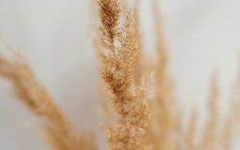 Wallpaper Brown Plant Close-Up
