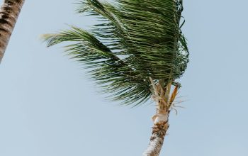 Wallpaper Green Palm Tree Under White Sky