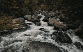 Wallpaper River in the Middle of the Forest