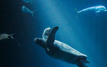 Wallpaper Black and White Underwater Sea Turtle