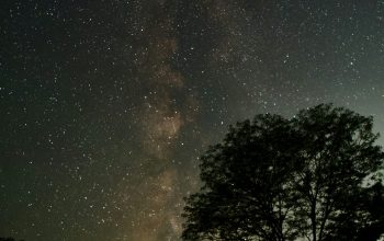 Wallpaper Green Trees Under Starry Night
