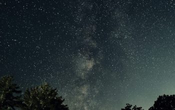 Wallpaper Green Trees Under a Night Sky