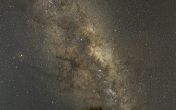 Wallpaper Green Tree Under Starry Night