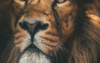 Wallpaper Brown Lion with White Eyes