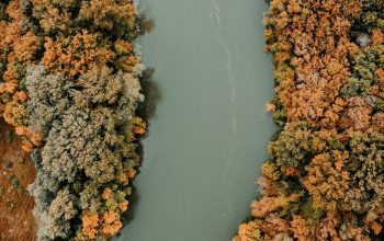 Wallpaper Aerial View of a River Surrounded by Trees