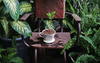 Wallpaper A Chair with a Potted Plant