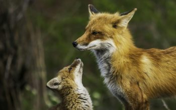 Wallpaper A Couple of Foxes Standing on Top of a Grass Covered Field