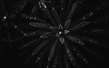 Wallpaper A Black and White Flower