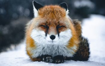 Wallpaper A Close Up of a Fox Laying in the Snow
