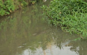 Wallpaper A Bird Standing on a Branch in Water