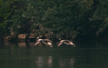Wallpaper A Couple of Birds Flying Over a Body of Water