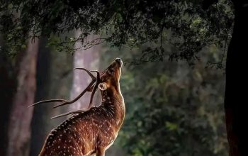 Wallpaper A Couple of Deer Standing on Top of a Lush Green Field