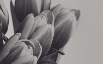 Wallpaper A Black and White Photo of Tulips in a Vase