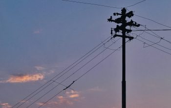 Wallpaper A Telephone Pole with a Bird