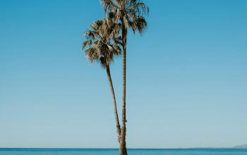 Wallpaper A Palm Tree on a Beach
