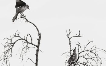 Wallpaper A Black and White Bird on a Branch