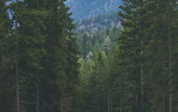 Wallpaper A Forest of Trees
