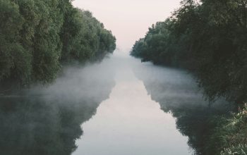 Wallpaper Misty Lake Surrounded by Trees