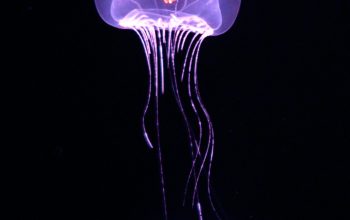 Wallpaper A Purple Jellyfish Floating in the Dark