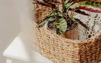 Wallpaper A Plant in a Wicker Basket on a White Chair