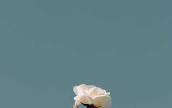 Wallpaper A White Rose on a Branch