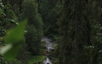 Wallpaper A River in a Forest