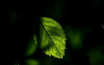 Wallpaper A Close Up of a Leaf